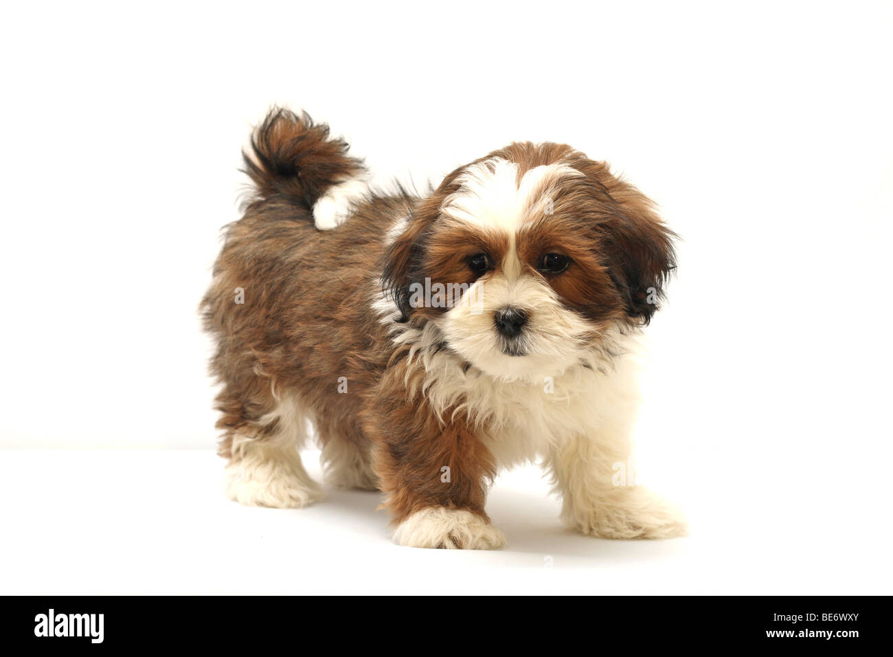 Lhasa Apso Puppy High Resolution Stock Photography and Images - Alamy