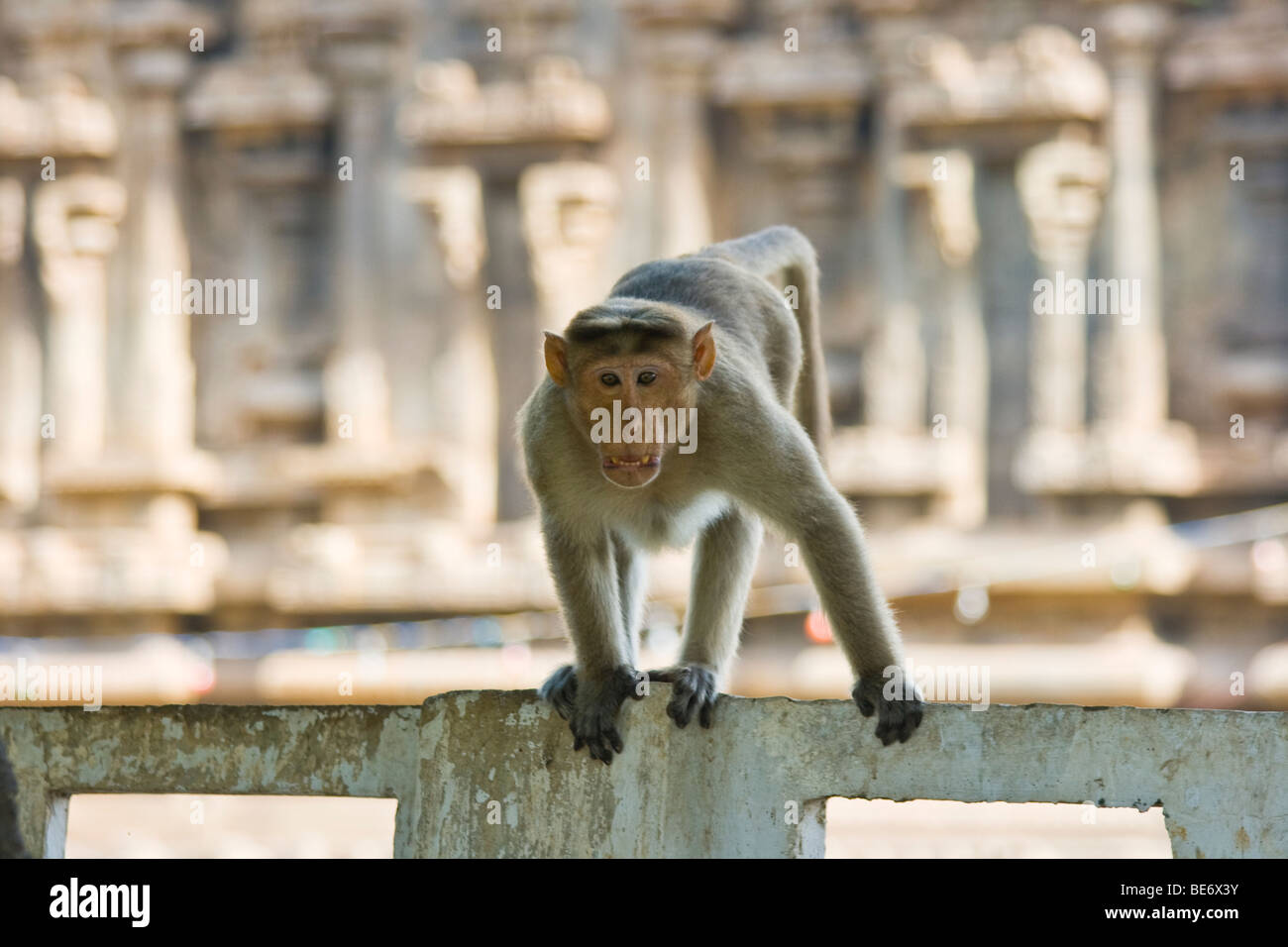 Rhesus macaque monkey at Sri Jalagandeeswarar Temple inside Vellore Fort in Vellore India Stock Photo