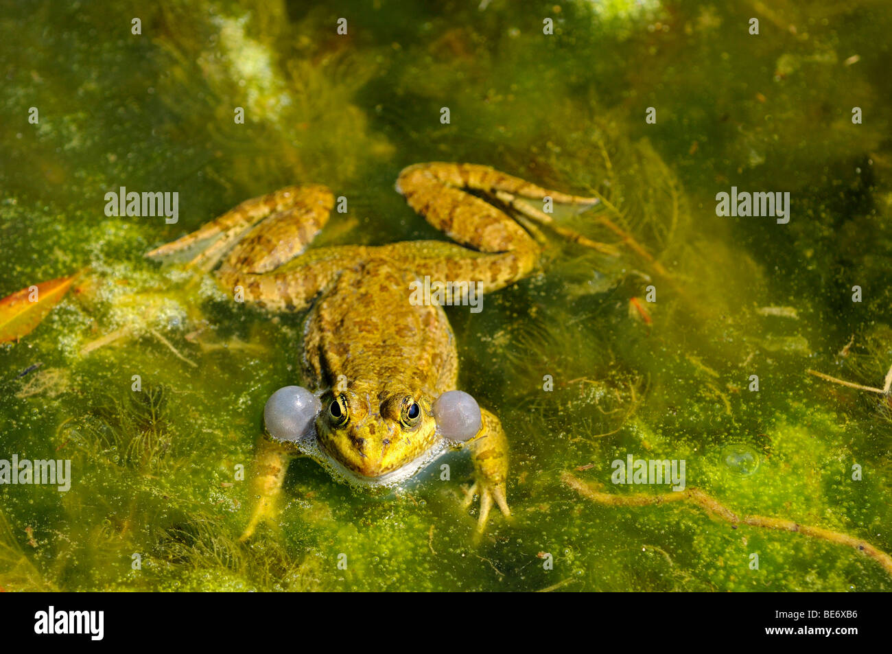 Male Pond Frog or Edible Frog (Rana kl. Esculenta Stock Photo Alamy