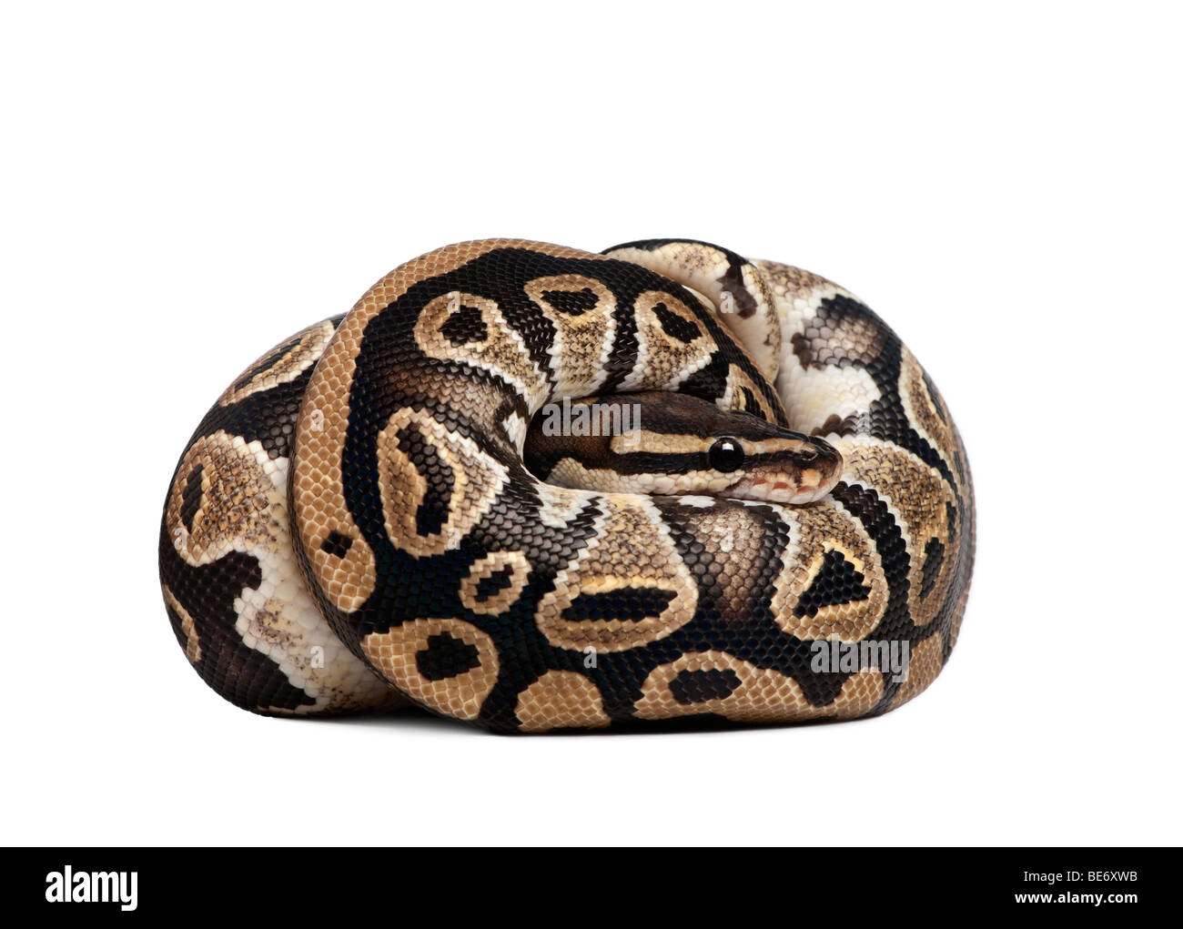 Python snake hi-res stock photography and images - Alamy