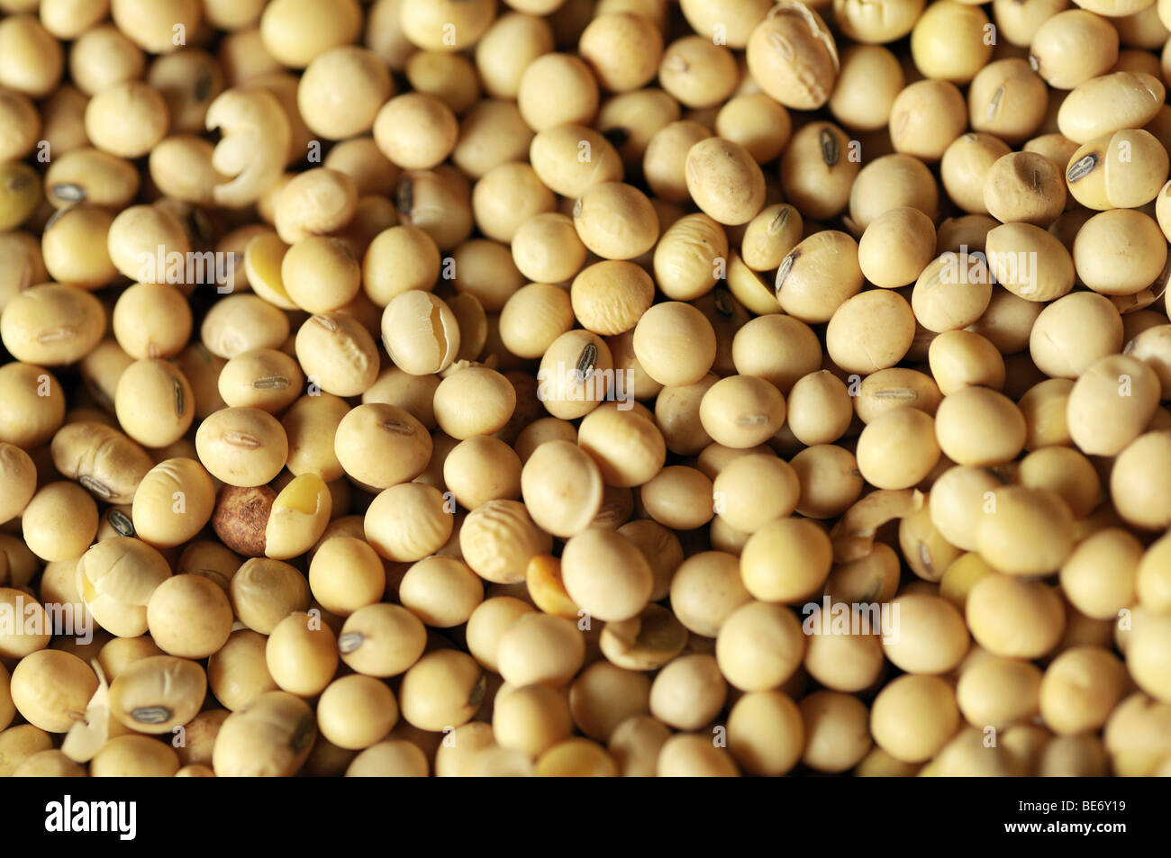 Soy beans, Uberlandia, Minas Gerais, Brazil, South America Stock Photo