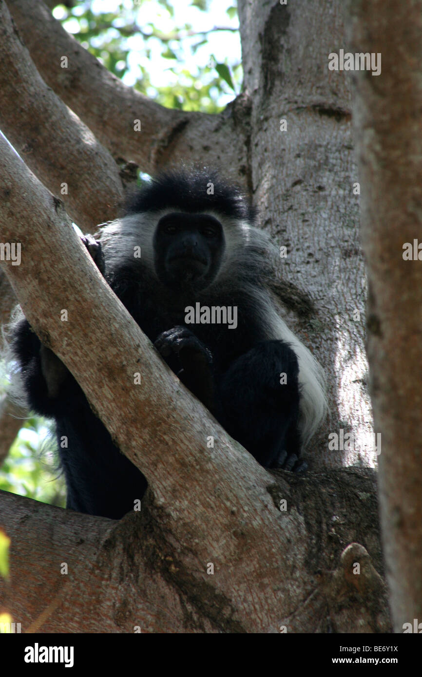 Colobus monkey, sitting in a tree, Diani beach, Mombasa, Africa Stock Photo