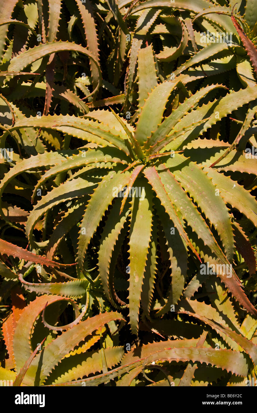CA, USA - Red Hot Poker cactus plant on Santa Catalina Island Stock Photo