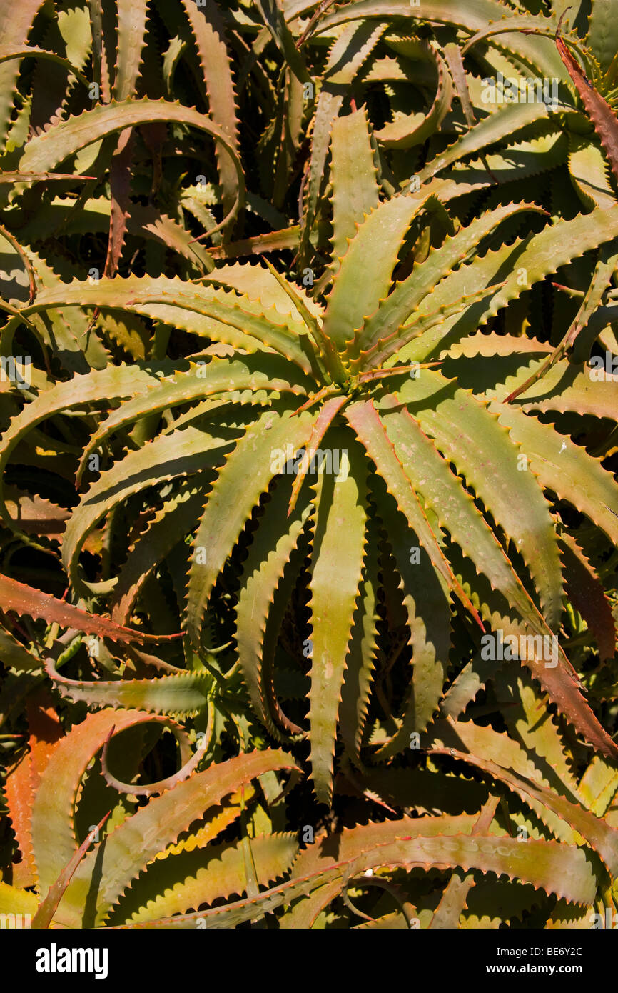 calathea watermelon Calathea Orbifolia (Watermelon) main image 1