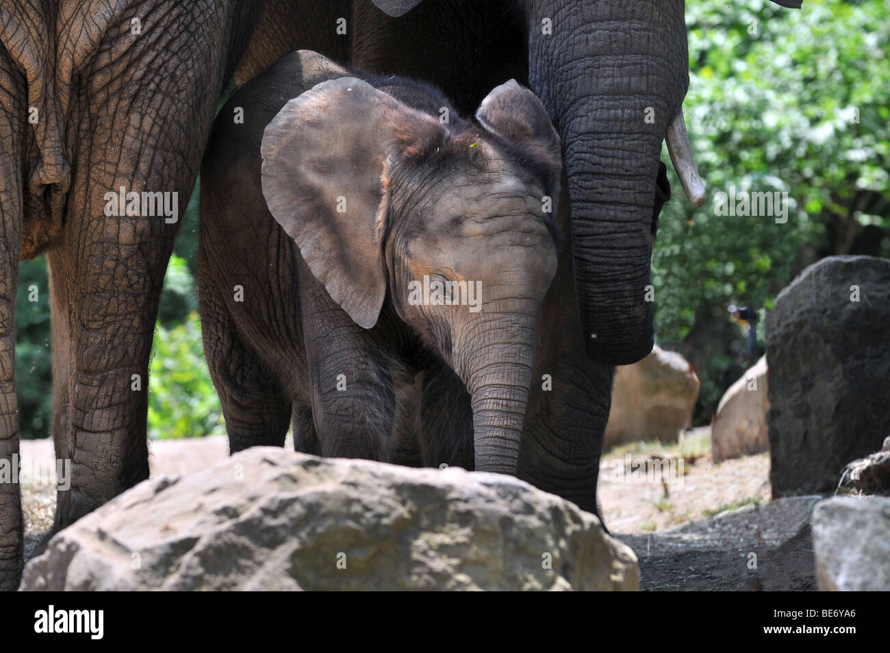 Elephant calf being protected by mother Stock Photo