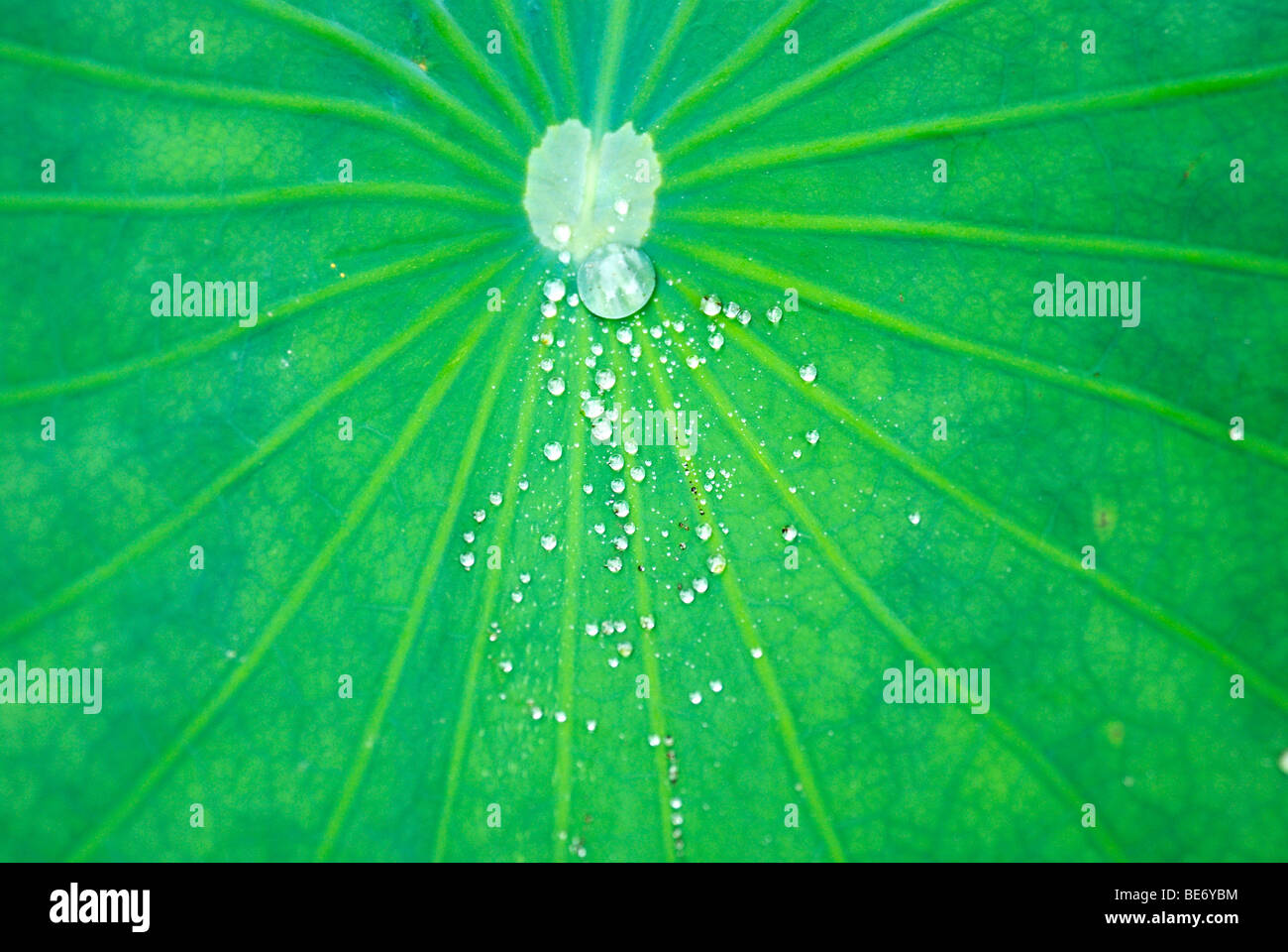 Drops on the water-repellent leaf of the lotus (Nelumbo nucifera) Stock Photo