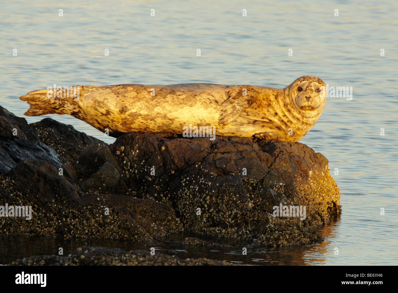 Harbour seal sunbathing on rock in late evening-Victoria, British Columbia, Canada. Stock Photo