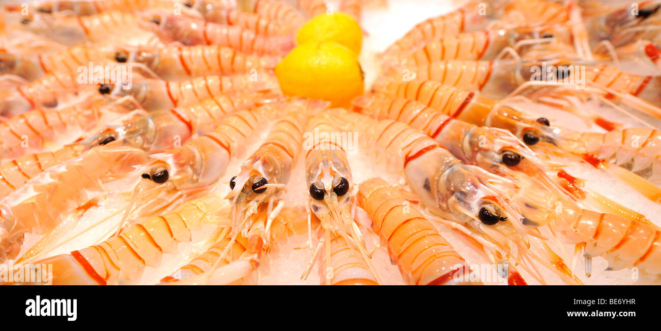 Fresh Australian Scampi, Sydney Fish Market, Sydney, New South Wales, Australia Stock Photo Alamy Fresh Australian Scampi, Sydney Fish Market, Sydney, New South Wales, Australia Stock Photo Alamy