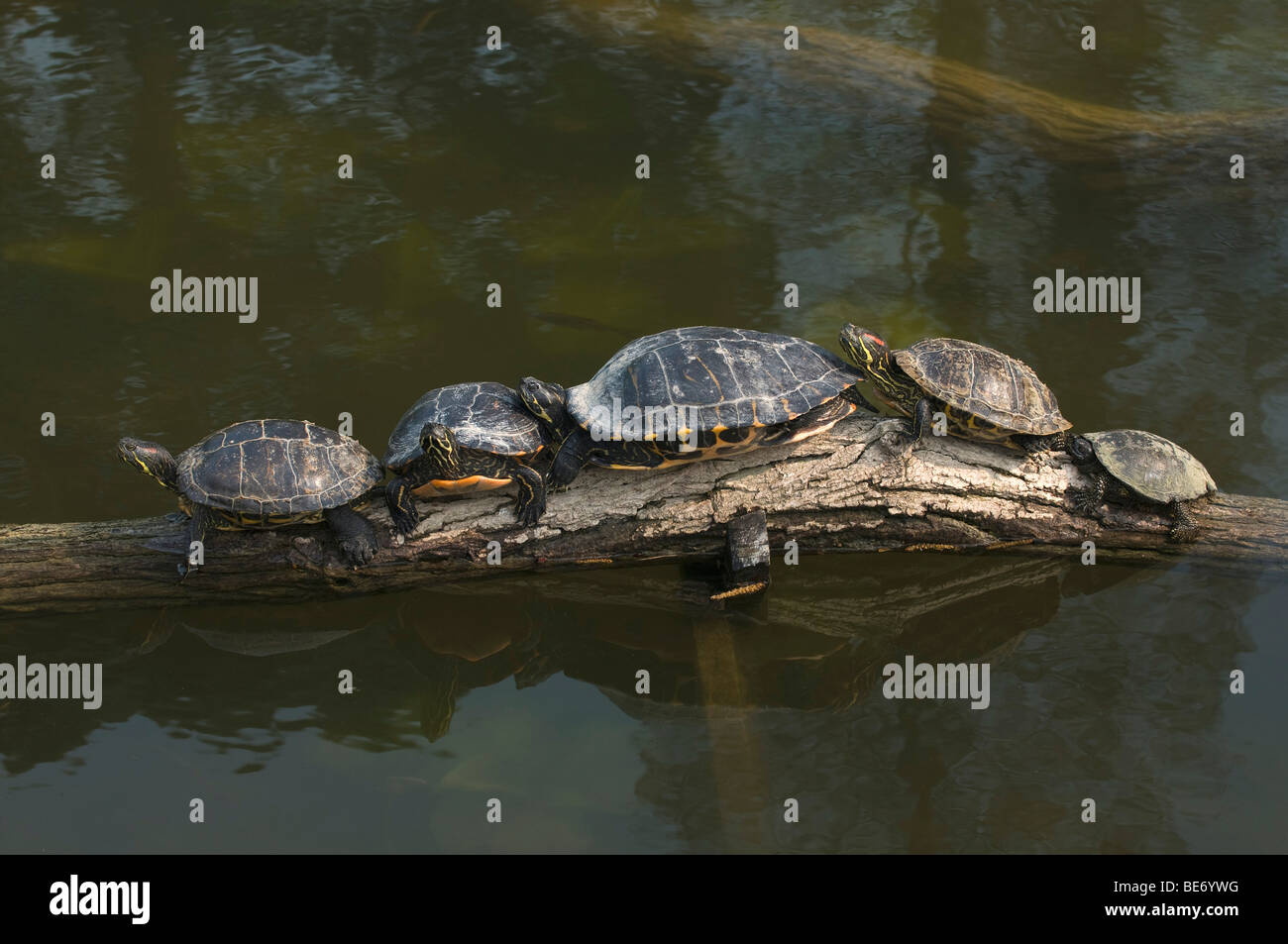 Four Yellow-bellied Slider Turtles (Trachemys scripta scripta) and a European Pond Terrapin (Emys orbicularis) basking on a thi Stock Photo