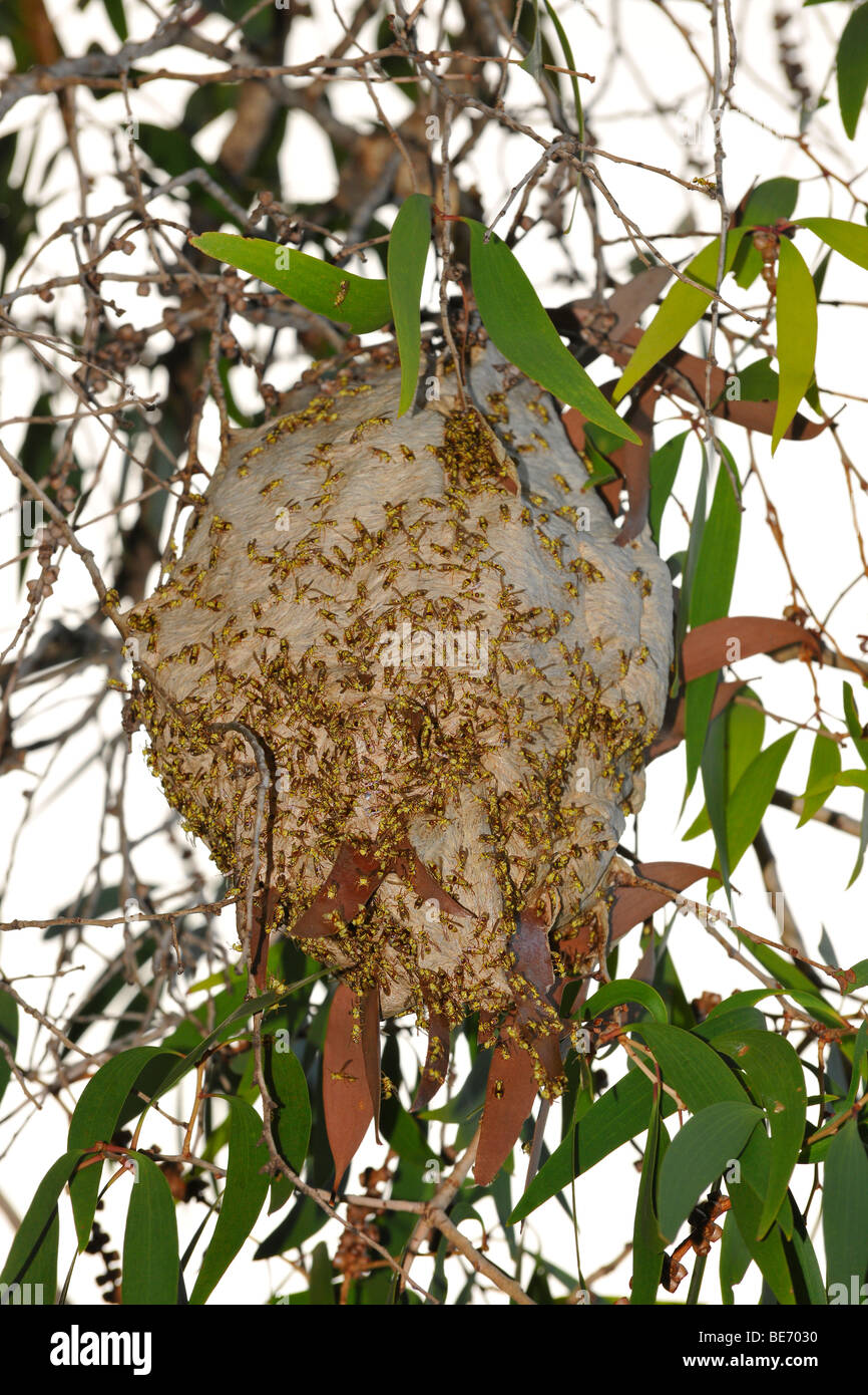 Nest, common paper wasp (Polistes humilis), Queensland, Australia Stock Photo