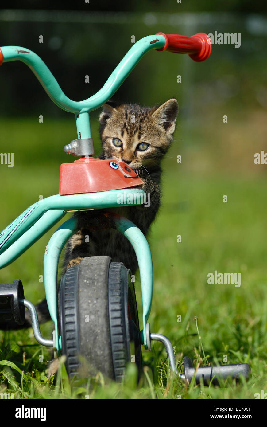 Domestic cat, kitten on a tricycle Stock Photo Alamy