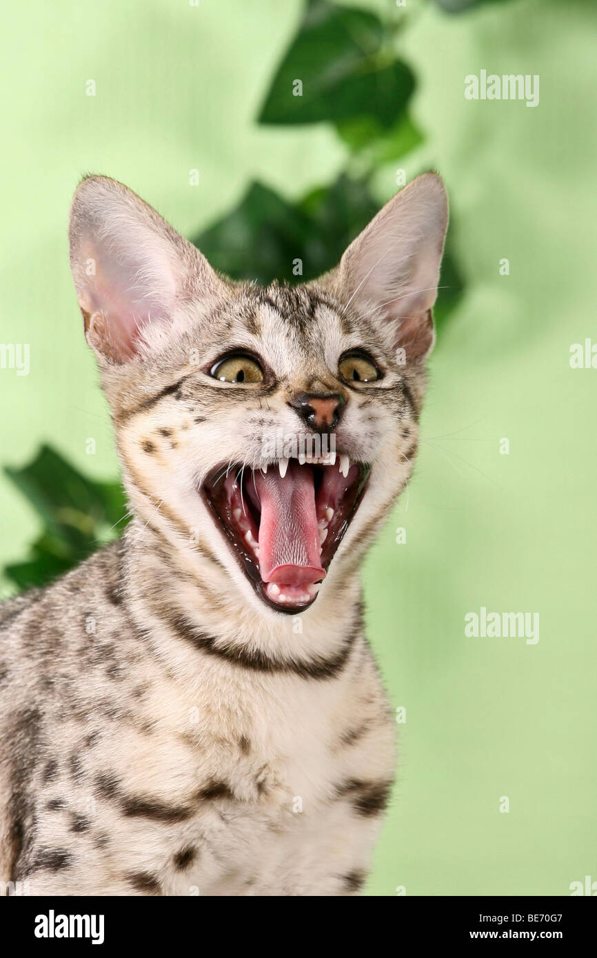 Young Savannah cat, yawning, portrait Stock Photo