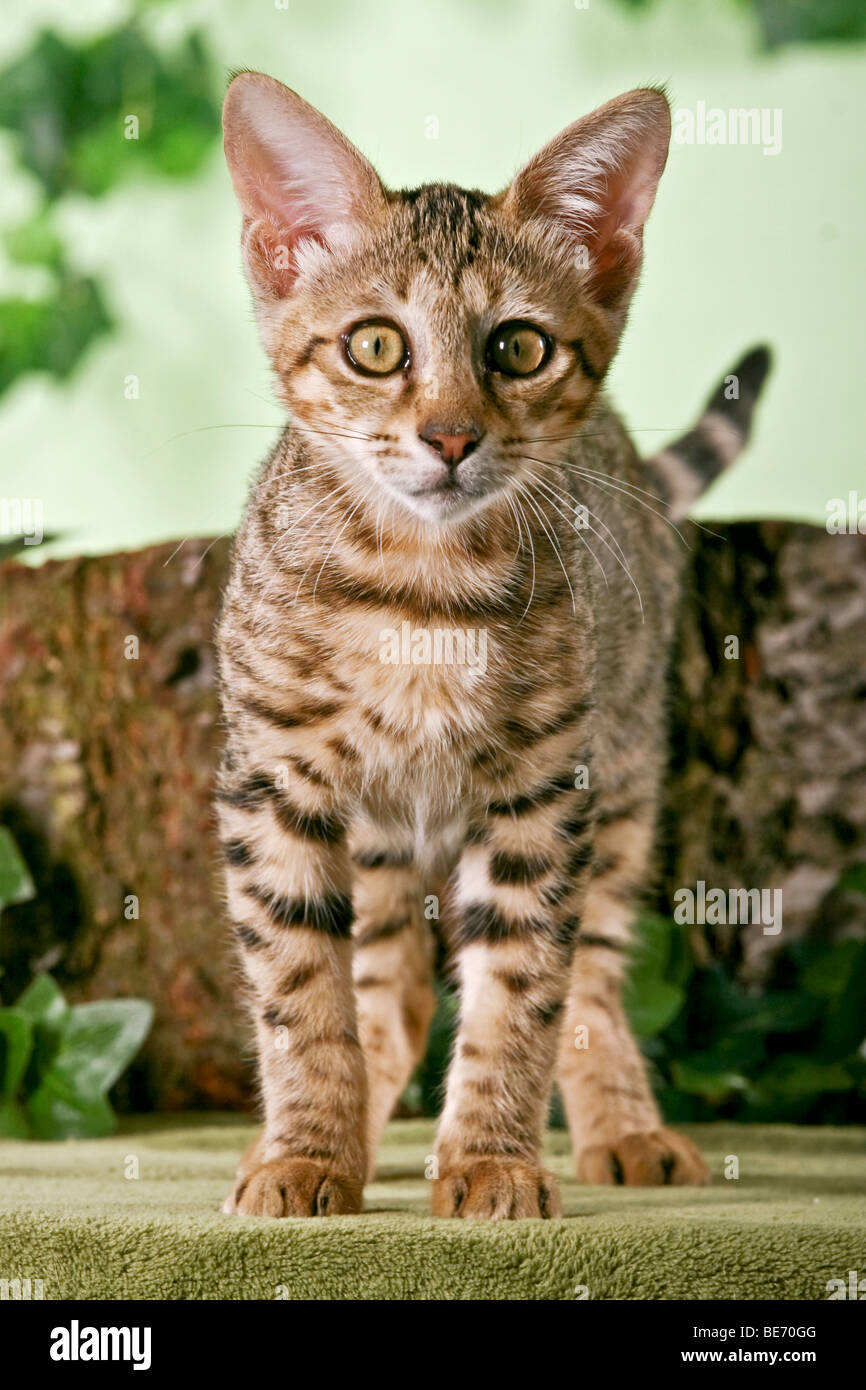 Young Savannah cat standing in front of tree trunk Stock Photo