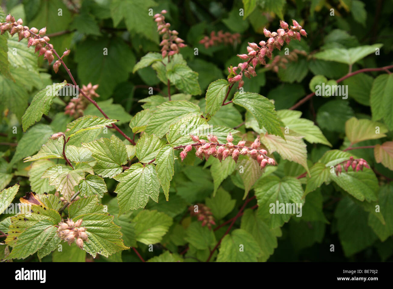 Chinese Neillia, Neillia sinensis var. ribesioides, Rosaceae, China Stock Photo