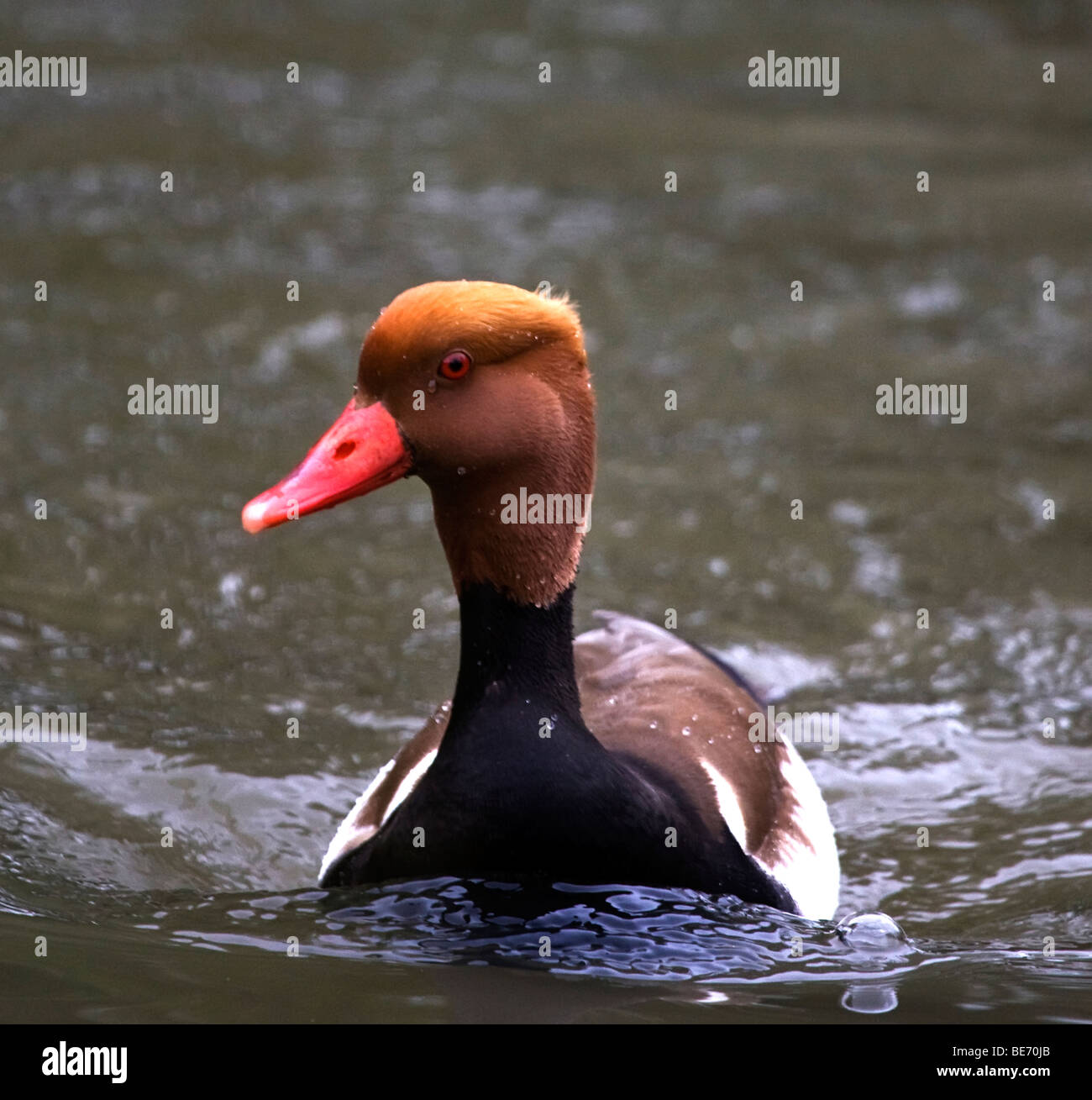 Top 32+ Background Images black and white duck with red beak Superb Top 32+ Background Images black and white duck with red beak Superb