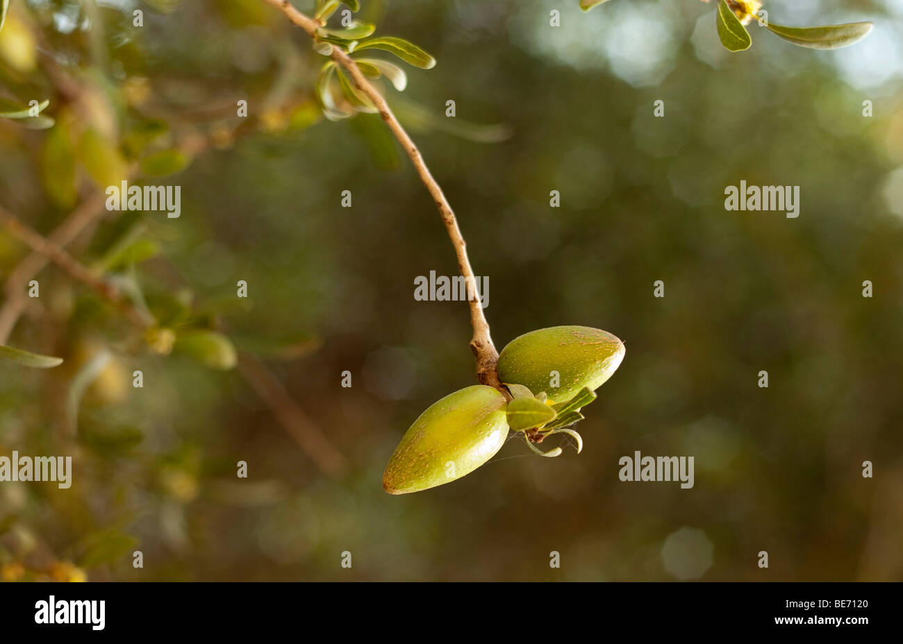 Argan Tree ( Argania spinosa), Morocco, Africa Stock Photo