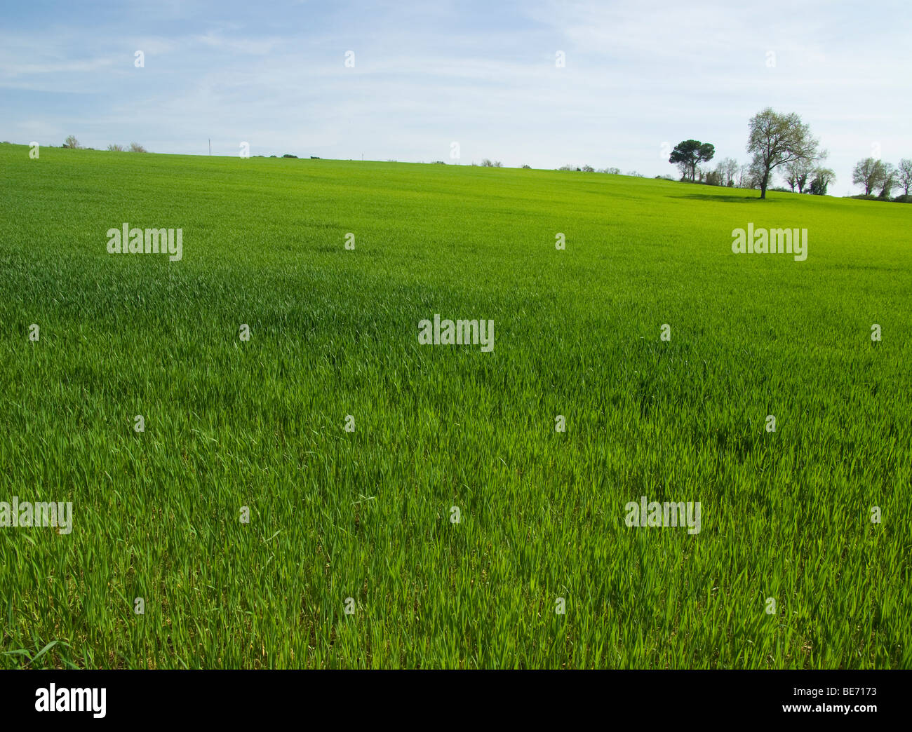 Wheat field in Spain Stock Photo Alamy