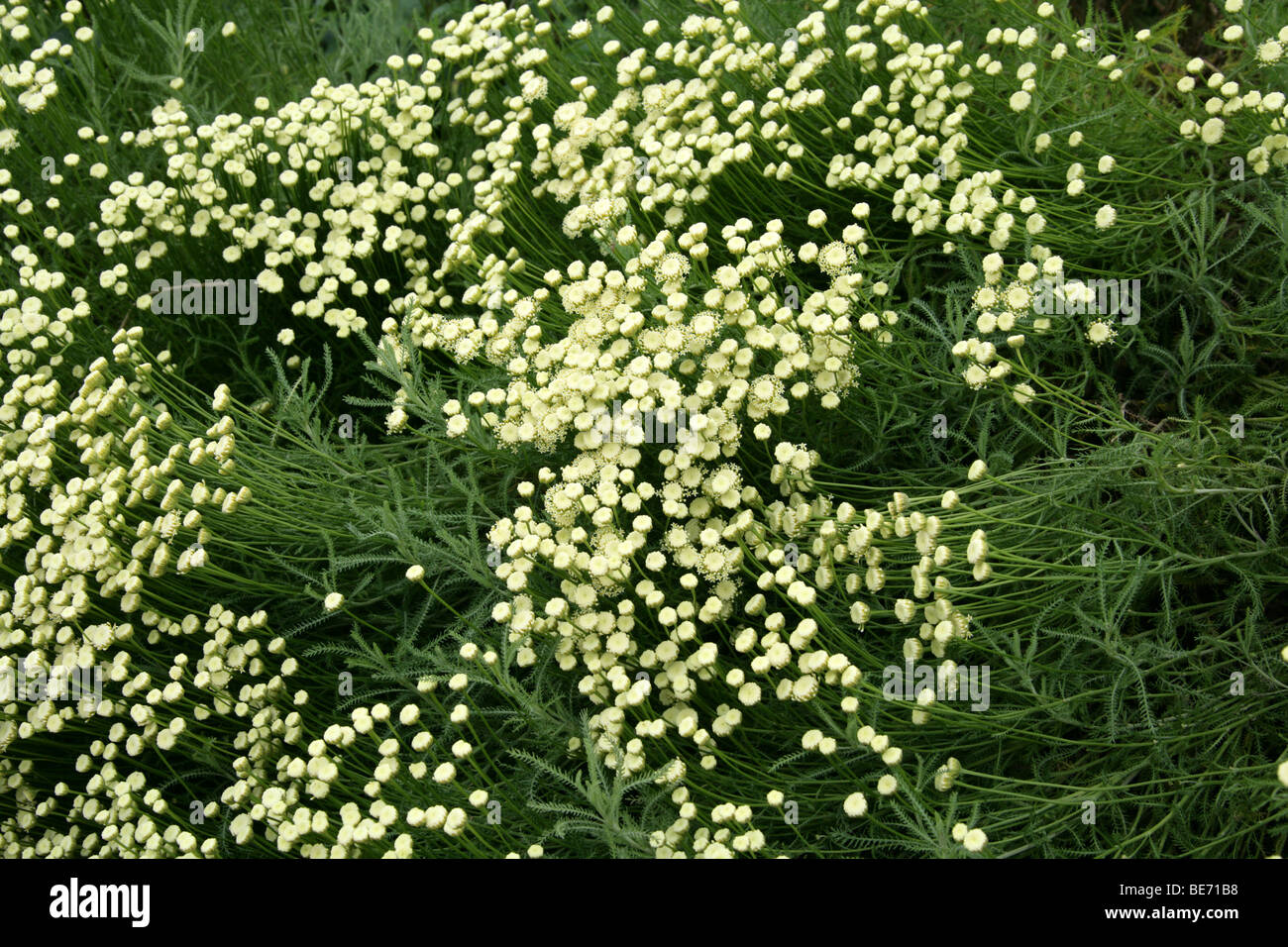 Santolina, Santolina pinnata ssp. neapolitana 'Edward Bowles', Asteraceae, Mediterranean Europe Stock Photo