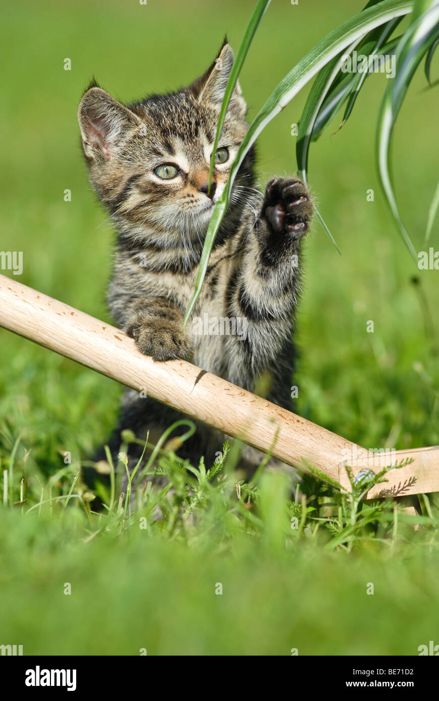 Kitten Scratching Domestic cat, kitten scratching at a plant Stock Photo - Alamy