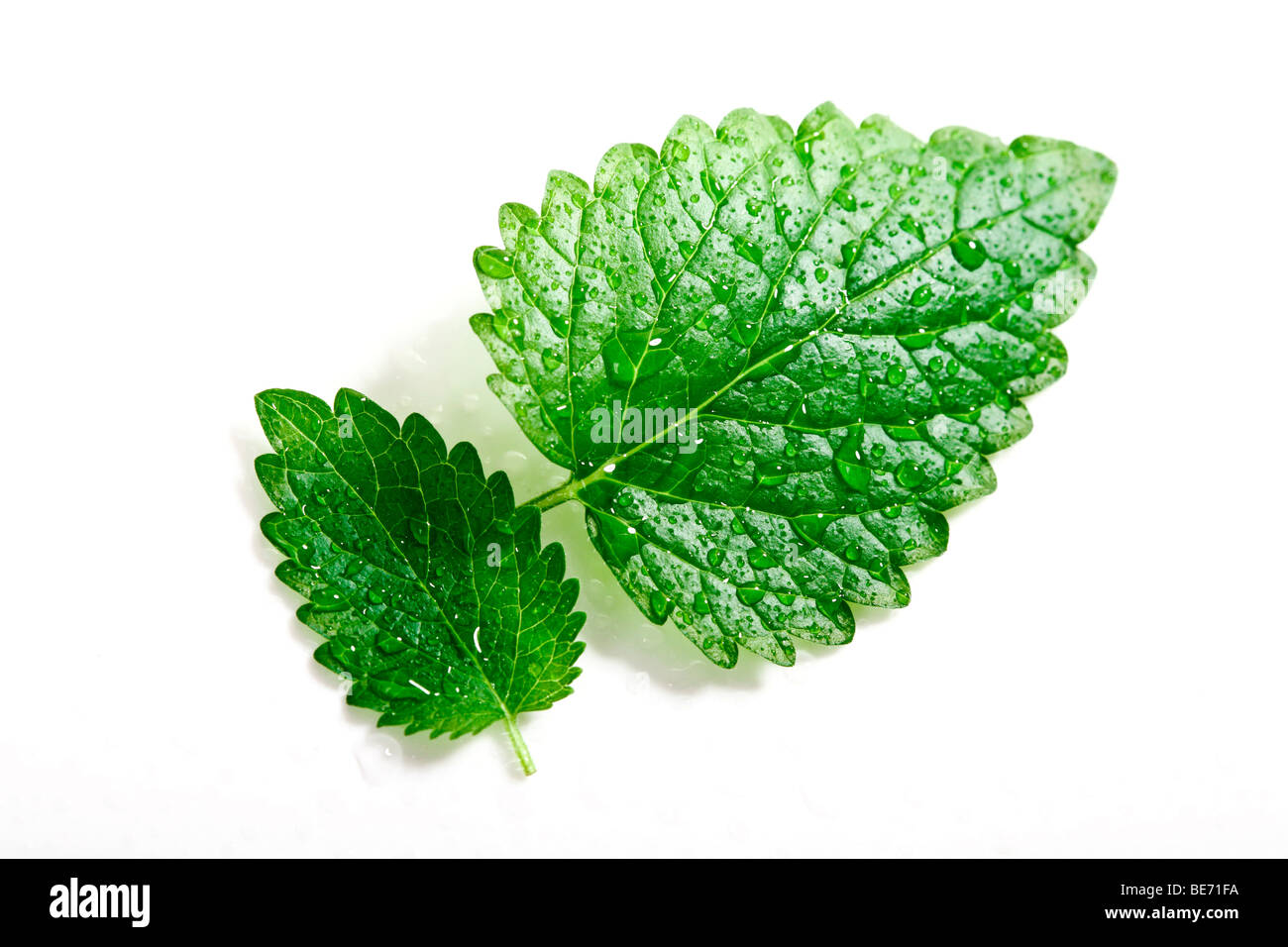 Two mint leaves Stock Photo