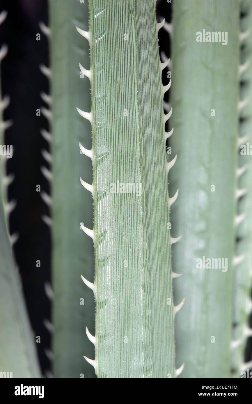 Close-up of Dasylirion wheeleri/Sotol/Desert Spoon leaf showing marginal teeth- Family Agavaceae Stock Photo