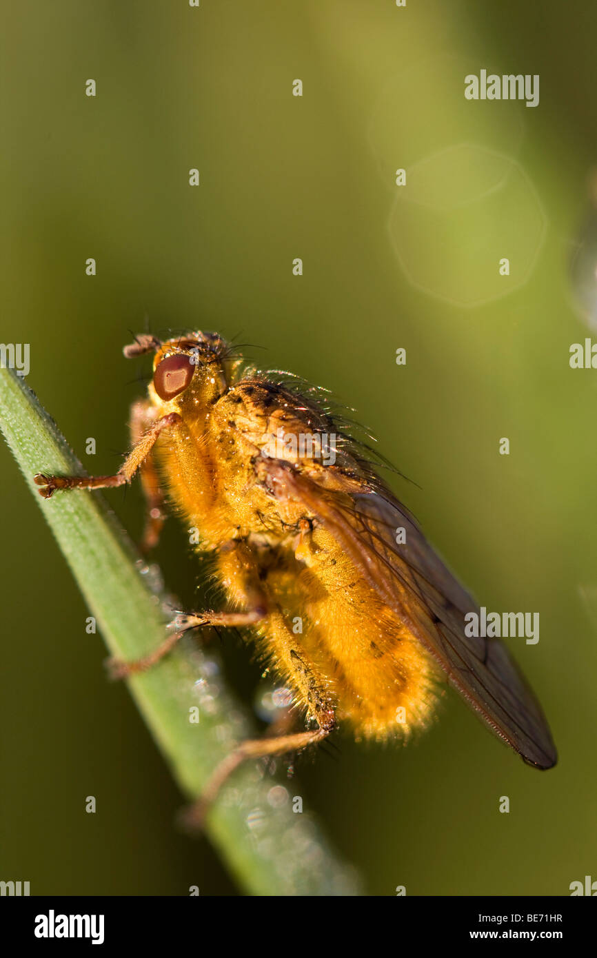 Common Yellow Dung Fly or Golden Dung Fly (Scathophaga stercoraria) Stock Photo