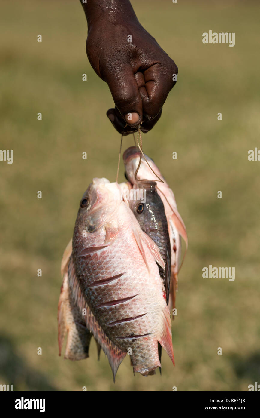 A black hand holding strung up tilapia fish in Uganda Stock Photo Alamy