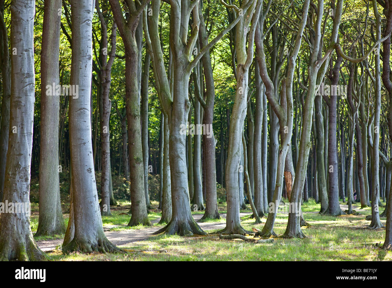 Beech forest in Nienhagen, Germany Stock Photo