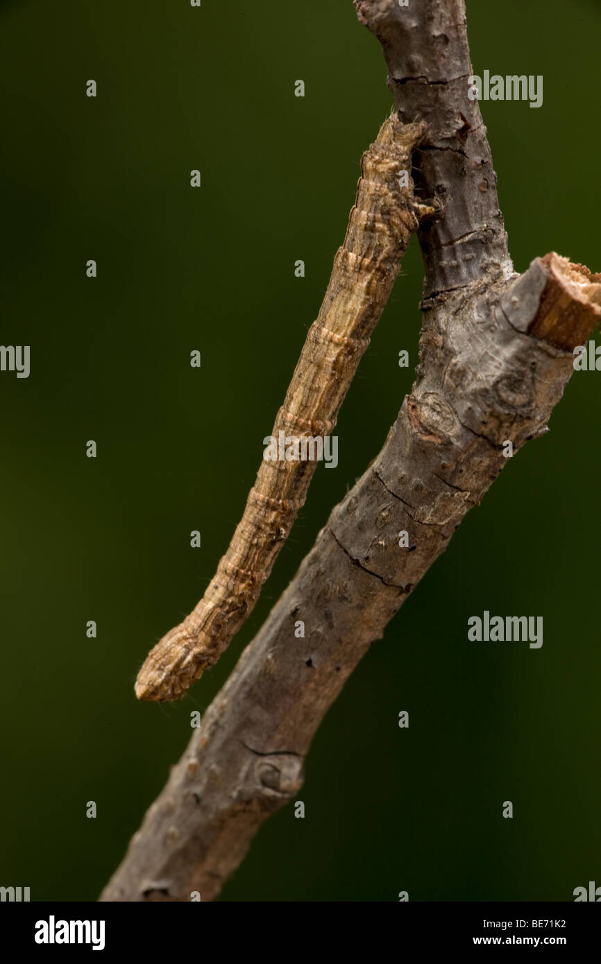 Geometrid Moth Larva - Common Name Inchworm - Oregon - USA - Family Geometridae - Looks like twig Stock Photo
