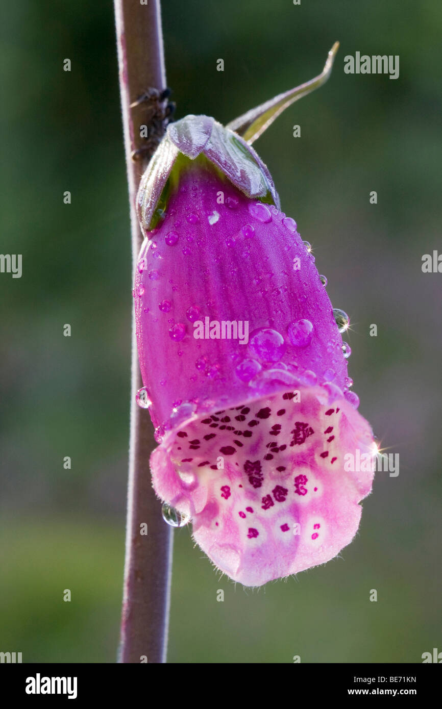 Purple Foxglove or Lady's Glove (Digitalis purpurea) with dew drops Stock Photo