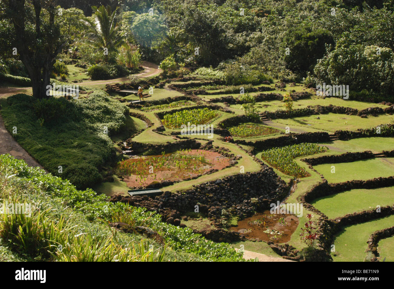 Limahuli gardens in Kauai terrace garden Stock Photo - Alamy