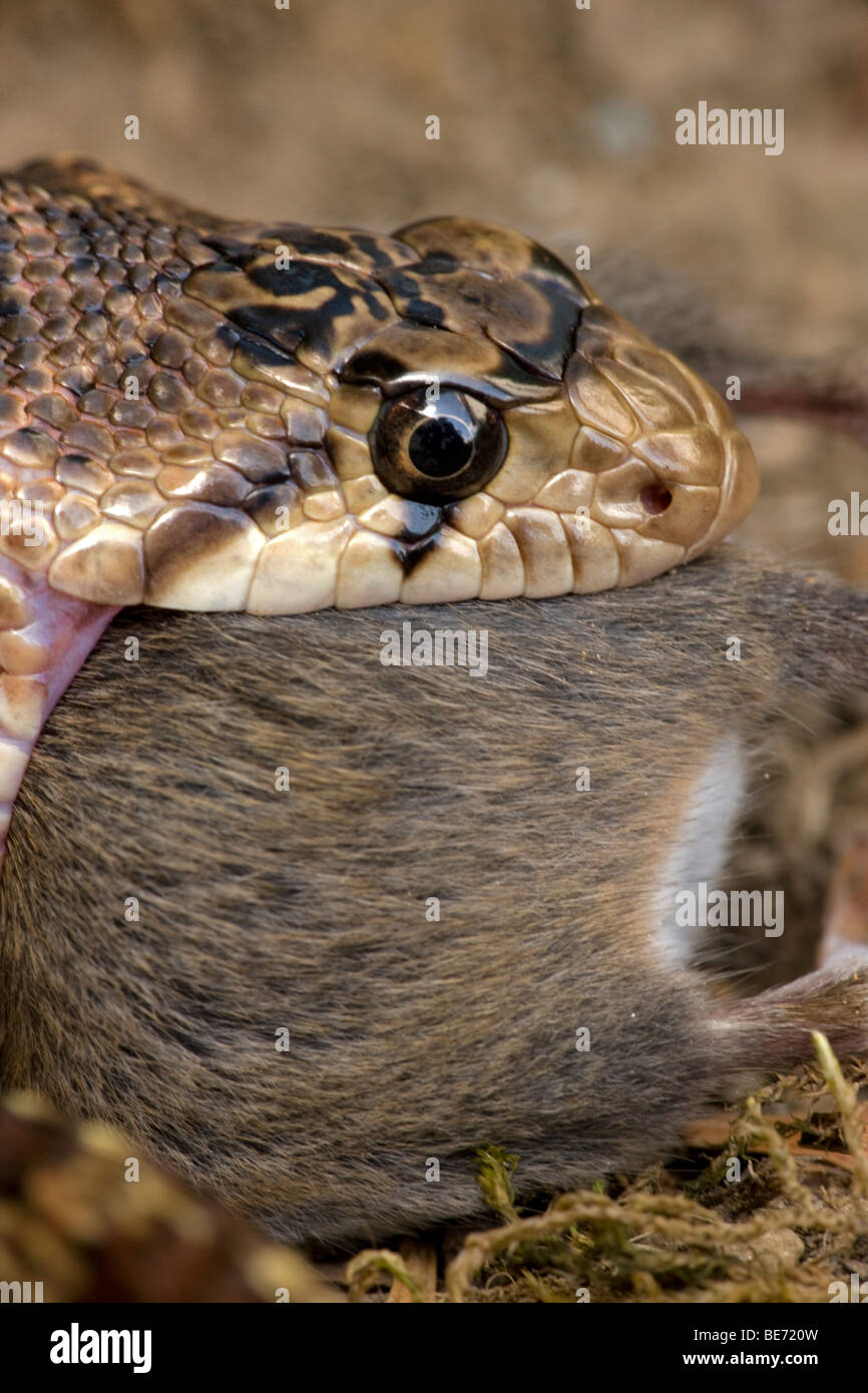 Pacific Gopher Snake Eating Mouse (Pituophis catenifer catenifer
