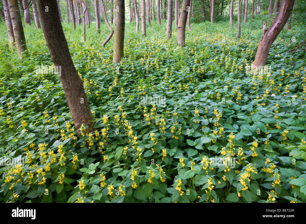 Alluvial forest and Yellow Archangel (Lamium galeobdolon), Pielach near Loosdorf, Upper Austria, Europe Stock Photo