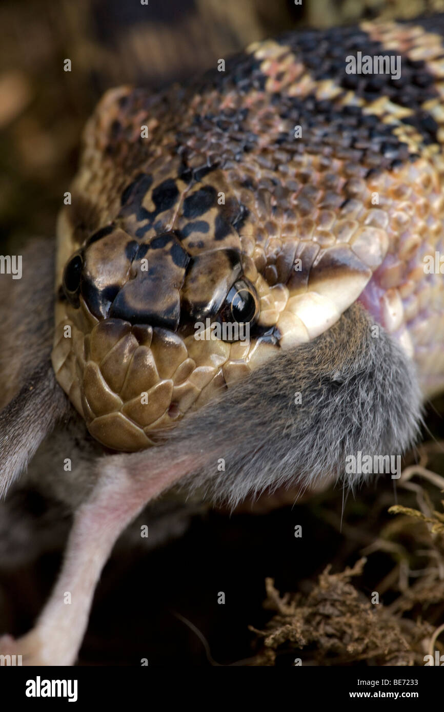 Pacific Gopher Snake Eating Mouse (Pituophis catenifer catenifer