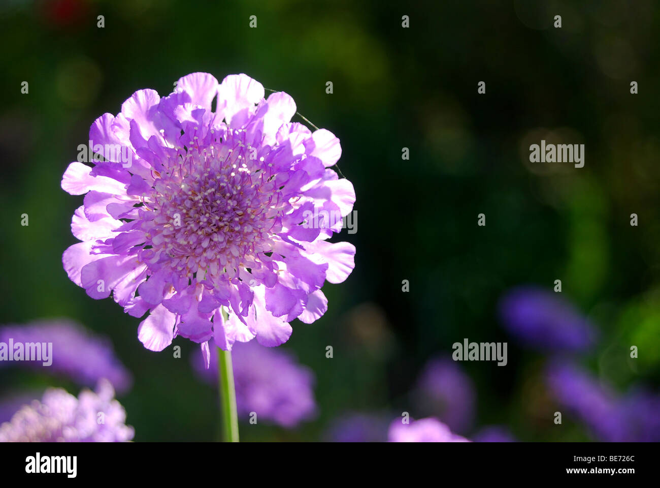 Pincushion Flower (Scabiosa columbaria ‘Butterfly Blue’ Stock Photo Alamy