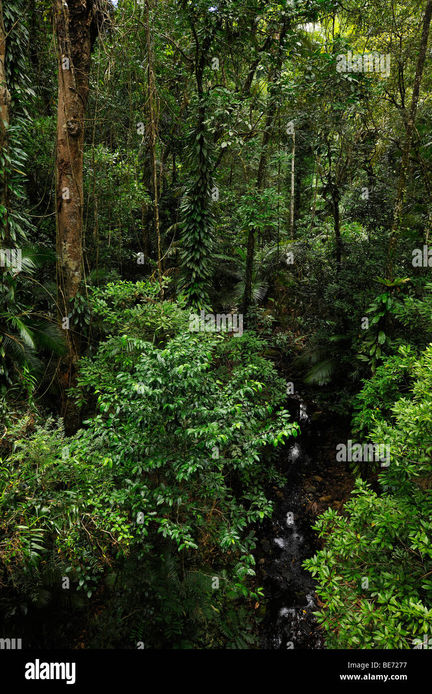 Forest daintree hires stock photography and images Alamy