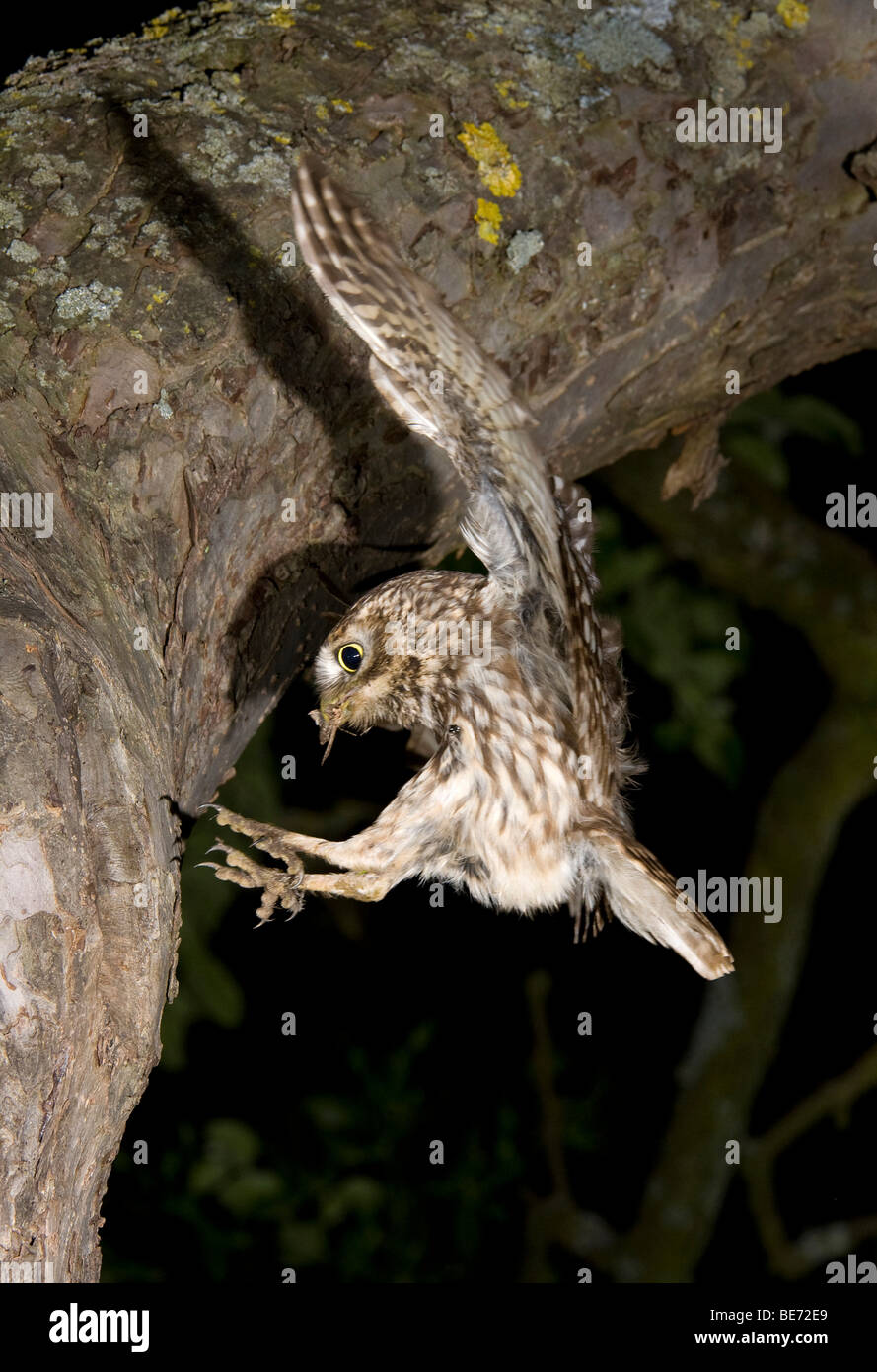 Little owl (Athene noctua) in flight with prey Stock Photo