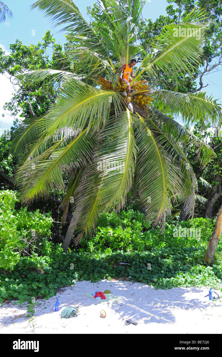 Creole harvesting coconuts, Anse Georgette, Praslin Island, Seychelles, Africa, Indian Ocean Stock Photo