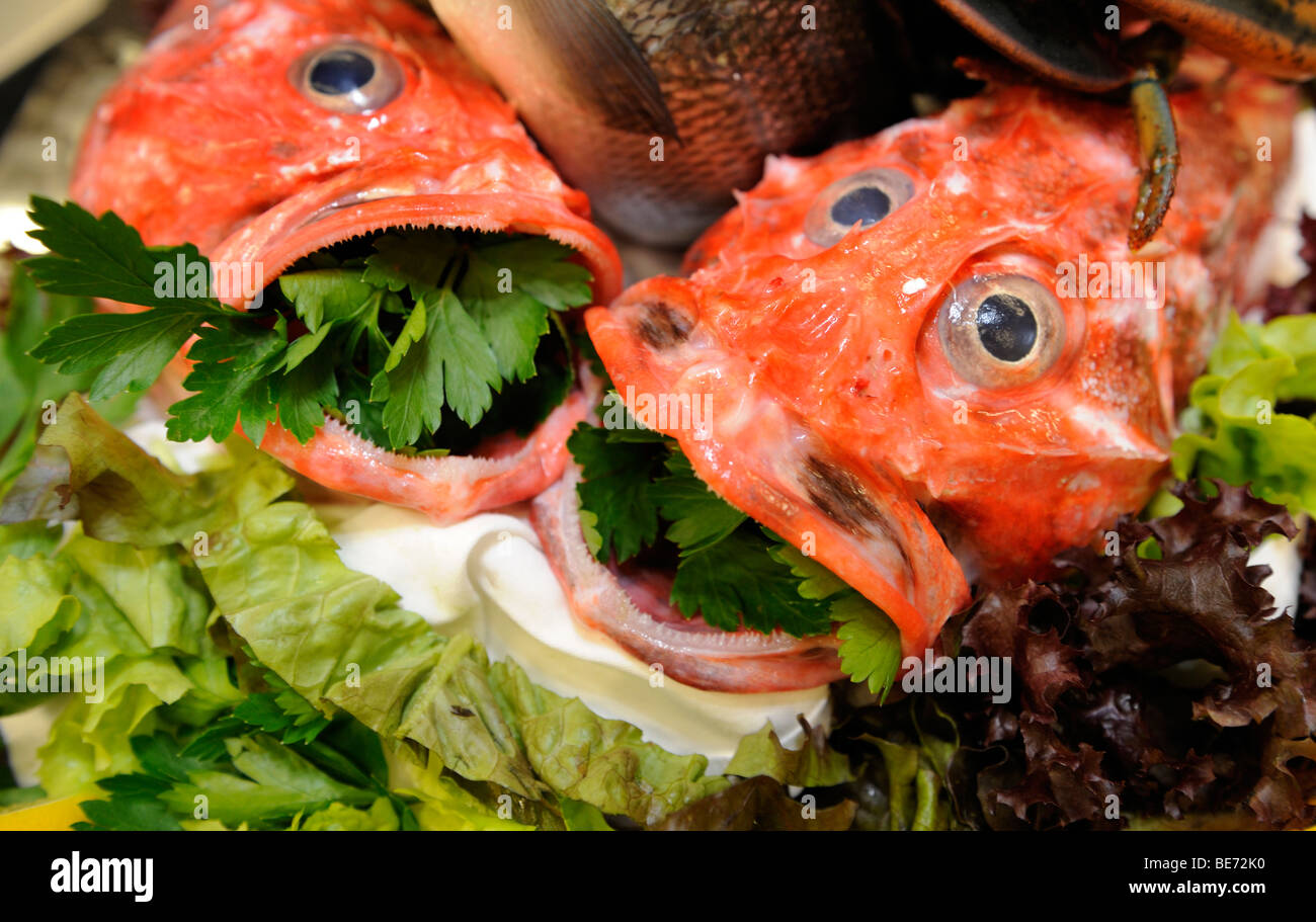 Angler-fish Stock Photo