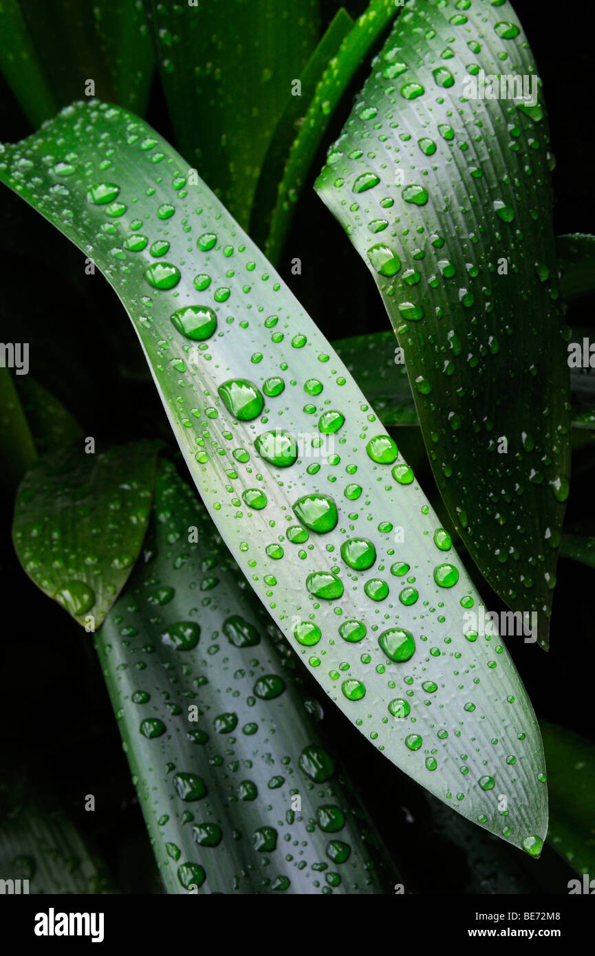 Leaves of a Kaffir Lily or Bush Lily (Clivia miniata) with water drops Stock Photo