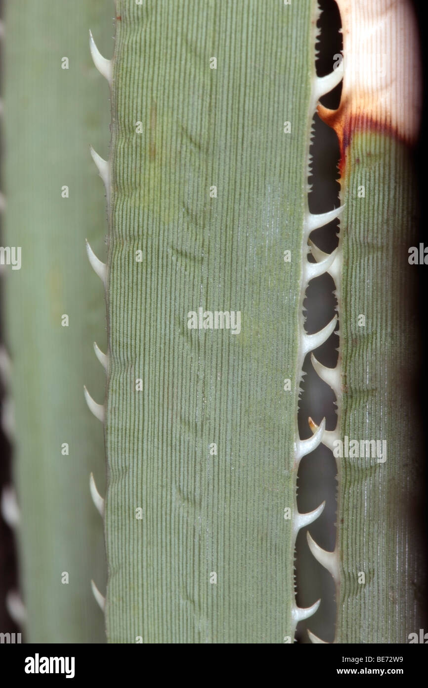 Close-up of Dasylirion wheeleri/Sotol/Desert Spoon leaf showing marginal teeth- Family Agavaceae Stock Photo