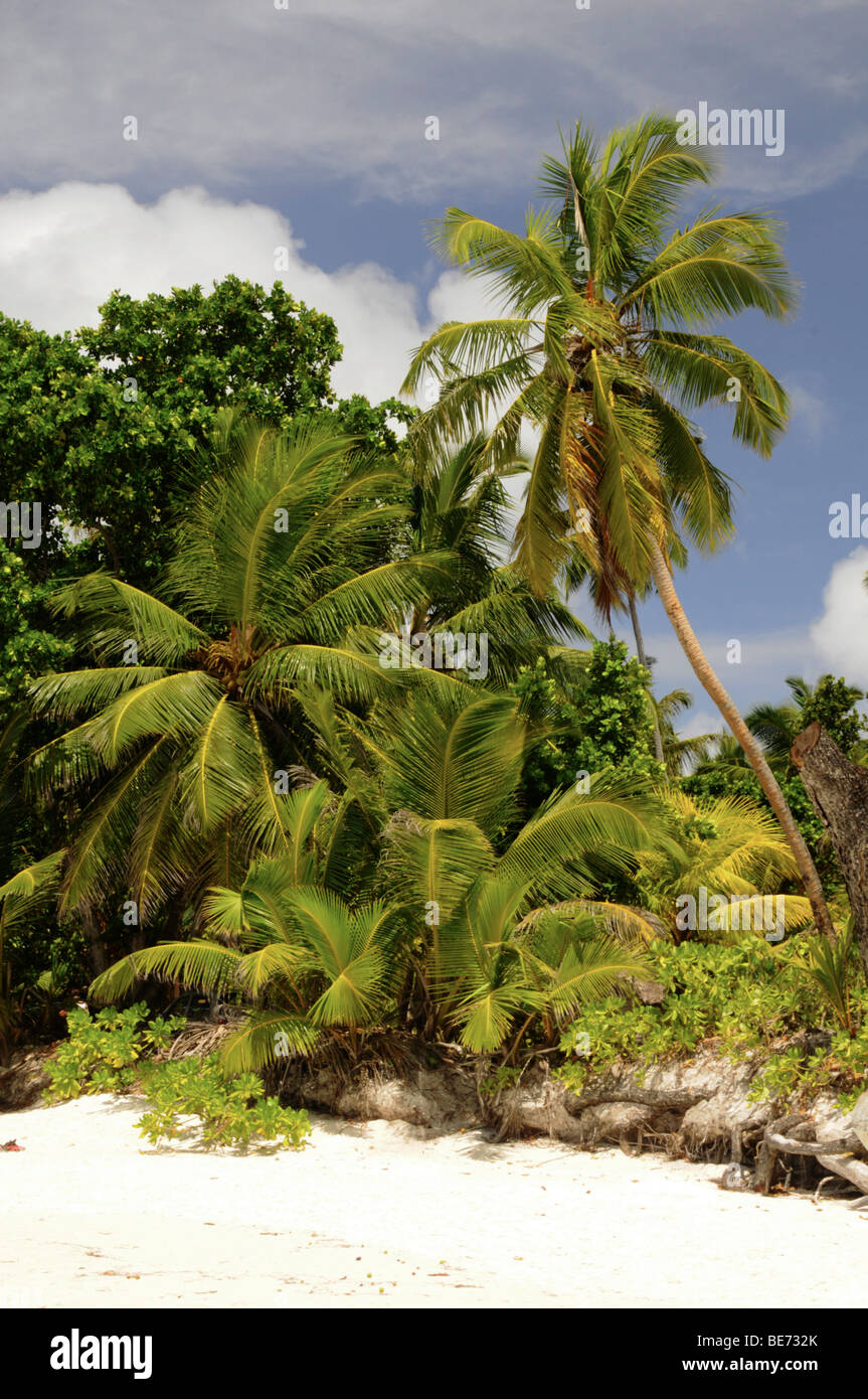 Coconut Palm trees (Cocos nucifera), Anse Lazio, Praslin Island, Seychelles, Africa, Indian Ocean Stock Photo