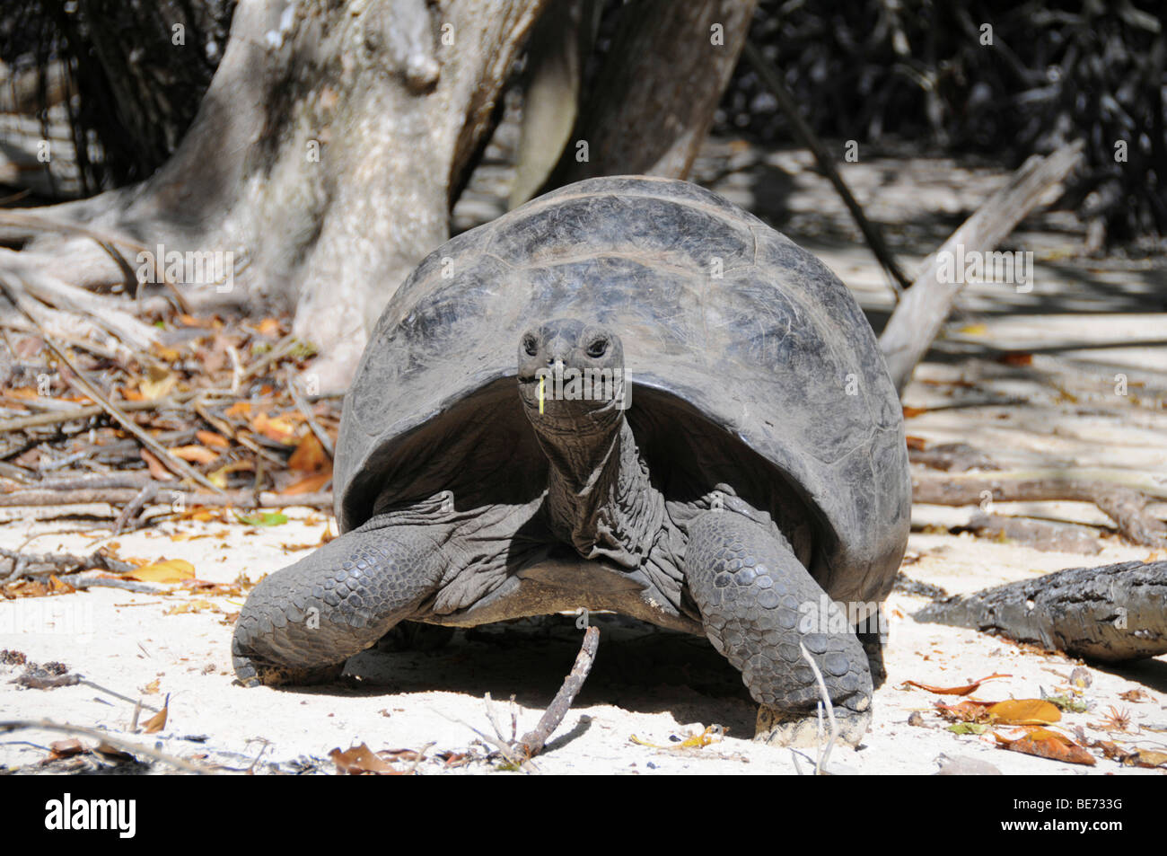 Seychelles Giant Tortoise (Dipsochelys hololissa), Curieuse Island near Praslin, Seychelles, Africa, Indian Ocean Stock Photo