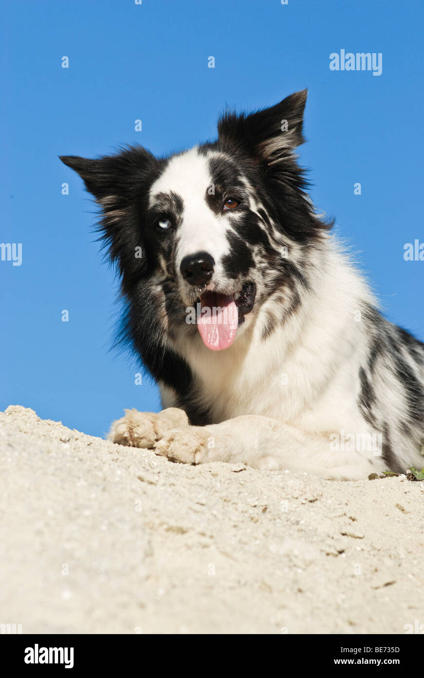 Border Collie lying on a sand hill Stock Photo