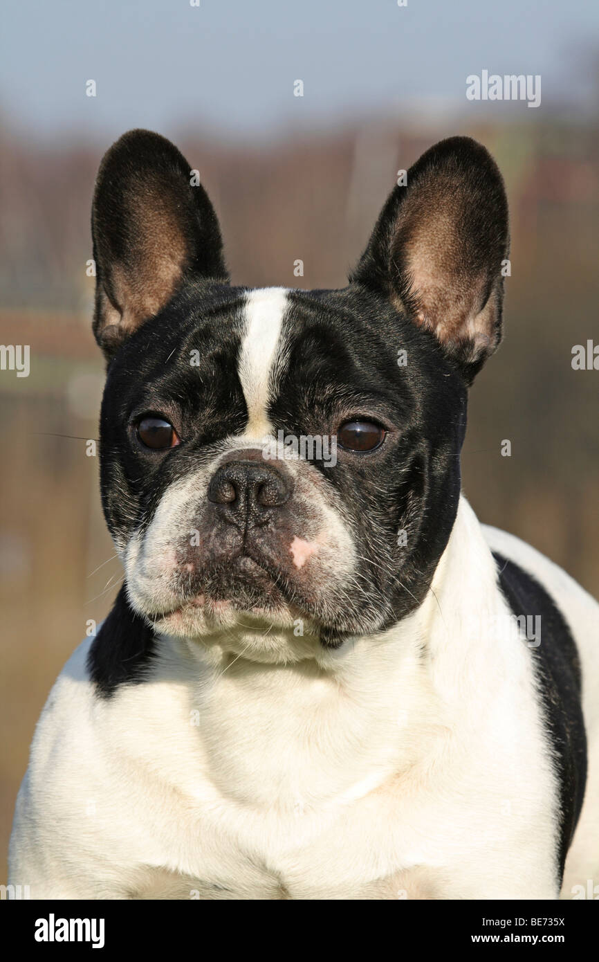 French Bulldog, male, portrait Stock Photo