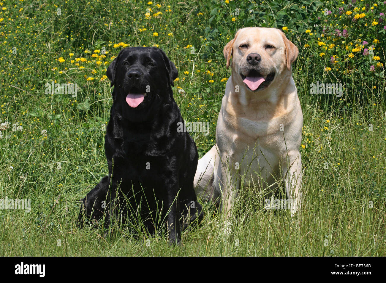2 Labrador Retrievers sitting side by side in a meadow Stock Photo