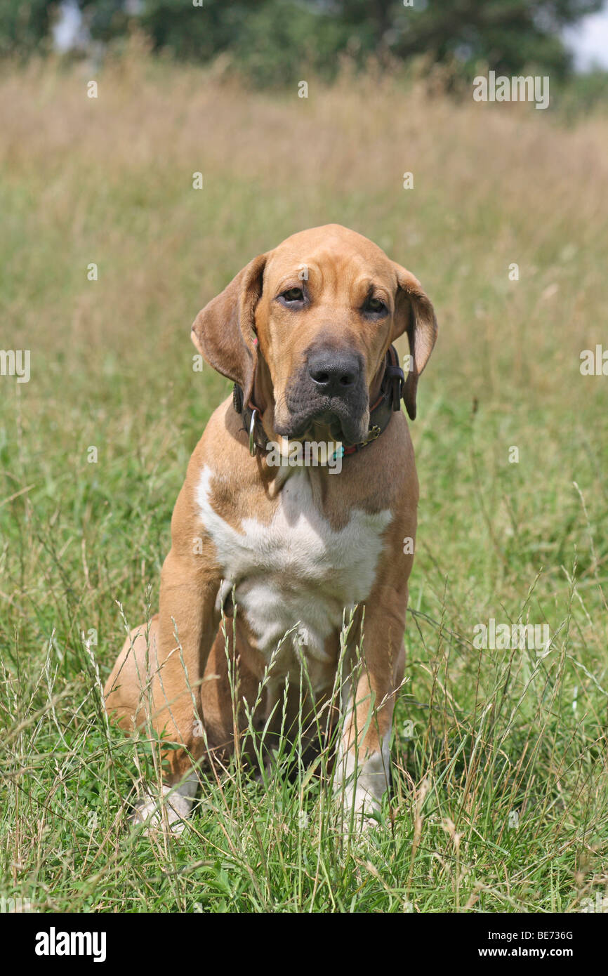 Fila Brasileiro, 3 months, sitting on a meadow Stock Photo - Alamy