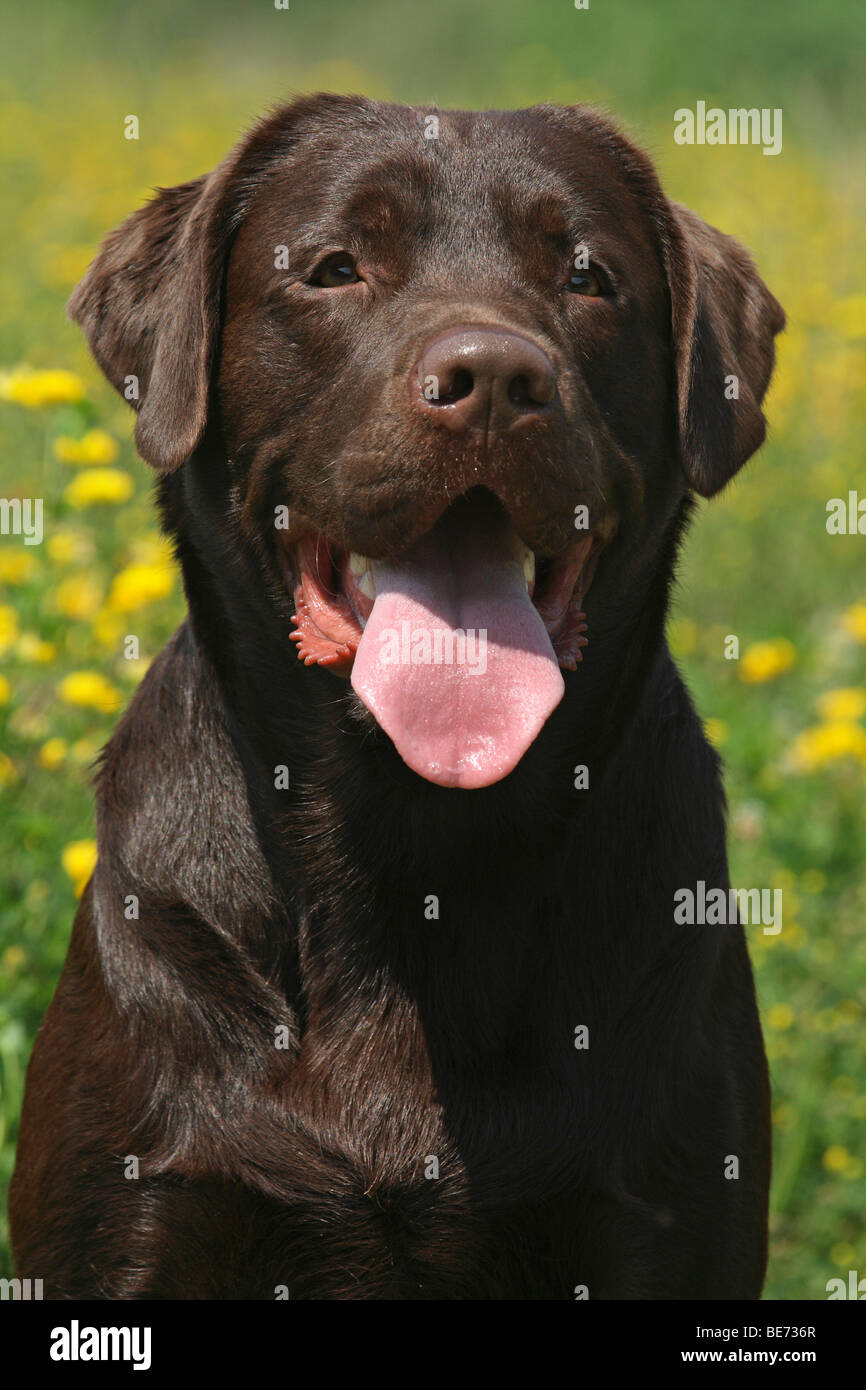 Labrador Retriever, portrait Stock Photo - Alamy