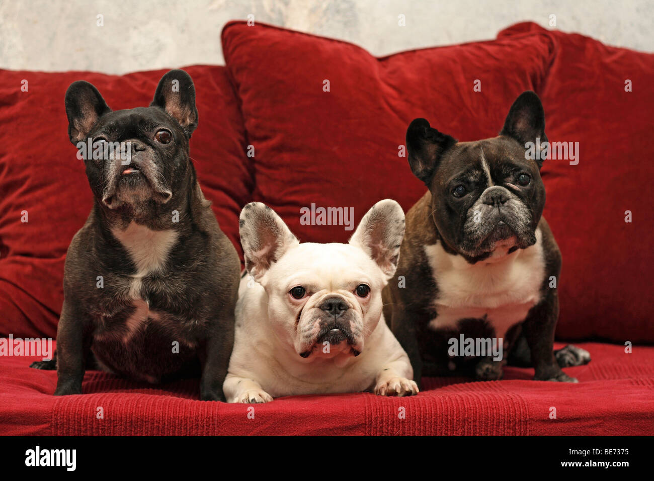 Canton bulldogs hi-res stock photography and images - Alamy