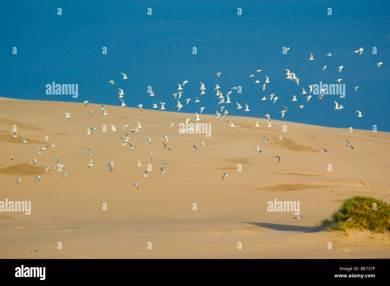 Flock of Sandwich Terns, Sterna sandvicensis, flying at the Ythan estuary, by the sand dunes of the Sands of Forvie Stock Photo